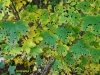 DSC09600