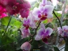 DSC08390